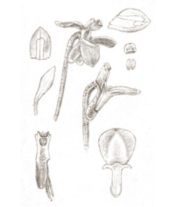 Dendrobium remotisepalum