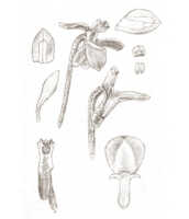 Dendrobium remotisepalum: overview of Dendrobium remotisepalum J.J.Sm.