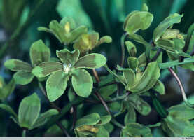 Grammatophyllum scriptum: Grammatophyllum scriptum (L.) Blume var. boweri (F.Muell.) Schltr., photo G. Stocker