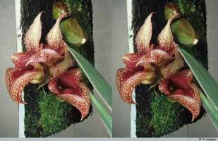 Bulbophyllum macrobulbum: Bulbophyllum macrobulbum J.J.Sm., inflorescence, photo P. Jongejan, collection Royal Botanic Gardens, Kew, cult. P. Jongejan 1800