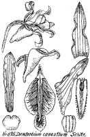Dendrobium conanthum: Dendrobium conanthum Schltr., drawing R. Schlechter in Repert. Spec. Nov. Regni Veg. Beih. 21 (1923) t. 185, fig. 695
