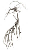 Schoenorchis micrantha: Schoenorchis micrantha Reinw. ex Blume, as Schoenorchis plebeja (J.J.Sm.) J.J.Sm., habit, drawing Natadipoera, from Janowsky 201