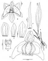 Crepidium seidenfadenianum: Crepidium seidenfadenianum (Szlach., Marg. & Rutk.) Schuit. & de Vogel, as Dienia seidenfadeniana Szlach., Marg. & Rutk., rawing Hanna Margonska in Adansonia 21 (1999) 221, fig. 1