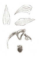 Eria peraffinis: Eria peraffinis J.J.Sm., drawing J.J. Smith, from Gjellerup 737