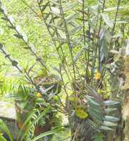 Dendrobium annulatum: Dendrobium annulatum Juswara, Schuit. & Champion, plant habit, photo and cult. Jeffrey Campion, from Indonesia, Tanah Papua, without locality