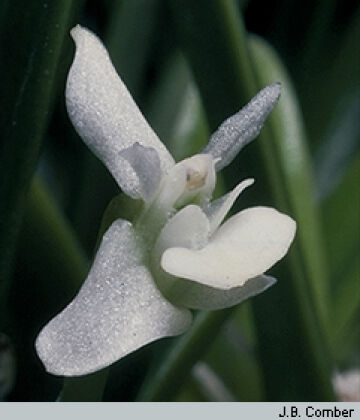 Dendrobium quinquelobum