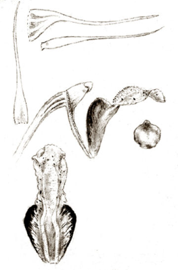 Dendrobium pililobum