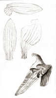 Dendrobium centrale: Dendrobium centrale J.J.Sm. var. contractum J.J.Sm., drawing J.J. Smith, based on Stein 422