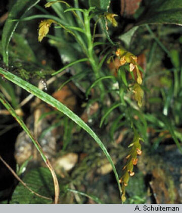 Octarrhena platyrhachis