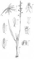 Calanthe lutiviridis: Calanthe lutiviridis P.Royen, drawing Pieter van Royen in Alp. Fl. New Guinea 2 (1979) 148, fig. 61, based on the type ANU 7261 (Wade) 