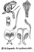 Corybas torricellensis: Corysanthes torricellensis Schltr., from Repert. Spec. Nov. Regni Veg. Beih. 21 (1923) t. 11, fig. 34