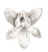 Crepidium moluccanum: Crepidium moluccanum (J.J.Sm.) XXX (as Microstylis zippelii J.J.Sm.), flower, drawing Darmosoediro, based on Bogor cult. (Djibdja?) 140h
