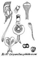 Corybas gibbifer: Corysanthes gibbifera Schltr., from Repert. Spec. Nov. Regni Veg. Beih. 21 (1923) t. 10, fig. 27 ('gibbiferum')