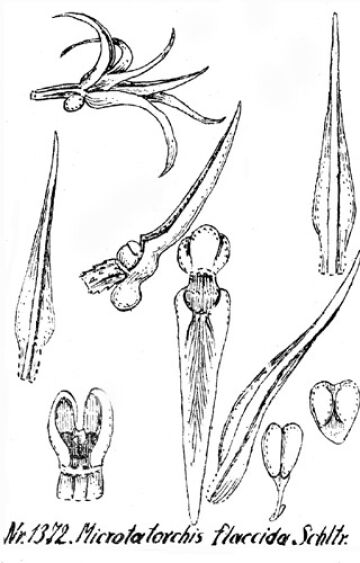 Taeniophyllum flaccidum
