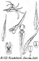 Taeniophyllum flaccidum: Taeniophyllum flaccidum (J.J.Sm.) Kocyan & Schuit. (as Microtatorchis flaccida Schltr.), drawing R. Schlechter in Repert. Spec. Nov. Regni Veg. Beih. 21 (1928) t. 355, fig. 1372