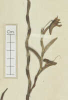 Dendrobium sphenochilum: Dendrobium confusum Schltr. (= Dendrobium sphenochilum F.Muell. & Kraenzl.), detail of isotype specimen: Schlechter 20403 (L)