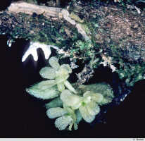 Hymenorchis serrata: Hymenorchis serrata Schltr., cult. and photo G. Stocker, from Papua New Guinea, locality not known