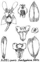 Liparis trachyglossa: Liparis trachyglossa Schltr., drawing R. Schlechter in Repert. Spec. Nov. Regni Veg. Beih. 21 (1923) t. 82, fig. 299