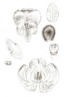 Crepidium carinatifolium: Crepidium carinatifolium (J.J.Sm.) Szlach. (as Microstylis carinatifolia J.J.Sm.), floral analysis, drawing J.J. Smith, based on Gjellerup 969