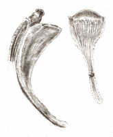 Dendrobium lawesii: Dendrobium lawesii F.Muell., drawing J.J. Smith, based on Mayr 969