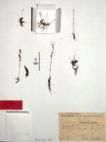 Crepidium heliophilum: Crepidium heliophilum (Schltr.) Szlach. (as Microstylis heliophila Schltr.), herbarium sheet, Schlechter 19732 (isotype specimen BO)