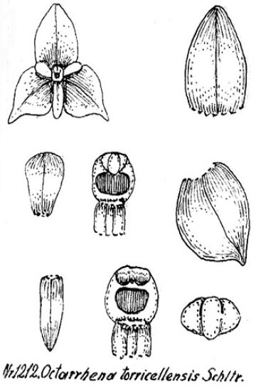 Octarrhena torricellensis
