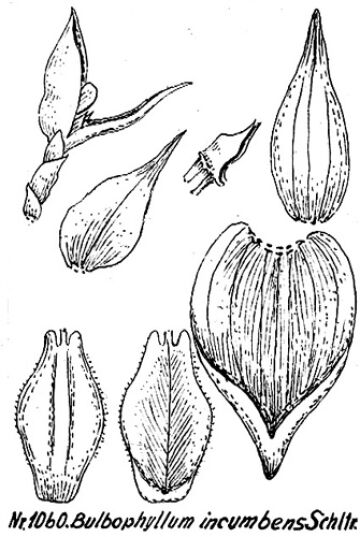 Bulbophyllum incumbens