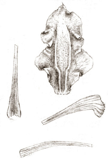 Dendrobium sitanalae