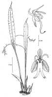 Liparis werneri: Liparis werneri Schltr., drawing N.H.S. Howcroft 92, from PNG, Aseki divide