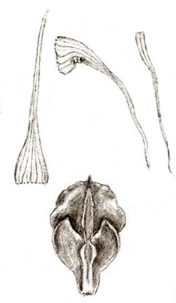 Dendrobium platyclinoides