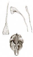 Dendrobium platyclinoides: Dendrobium platyclinoides J.J.Sm., drawing J.J. Smith, based on Janowsky 71