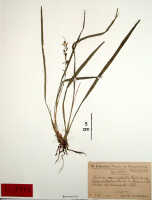 Liparis caricifolia: Liparis caricifolia Schltr., herbarium sheet, Schlechter 18590 (isotype specimen BO)