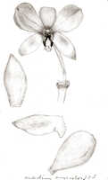 Dendrobium auricolor: Dendrobium auricolor J.J.Sm., drawing J.J. Smith, based on Bogor cult. (Branderhorst 296) 223b