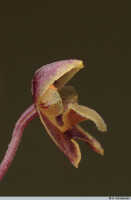 Bulbophyllum orbiculare: Bulbophyllum orbiculare J.J.Sm., flower, lateral view, photo A. Schuiteman, Leiden cult. s.n.