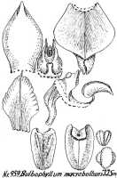 Bulbophyllum macrobulbum: Bulbophyllum macrobulbum J.J.Sm., floral analysis, R. Schlechter in Repert. Spec. Nov. Regni Veg. Beih. 21 (1928) t. 252, fig. 959