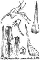 Dendrobium savannicola: Dendrobium savannicola Schltr., drawing R. Schlechter in Repert. Spec. Nov. Regni Veg. Beih. 21 (1923) t. 156, fig. 584