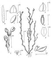 Octarrhena tenuis: Octarrhena tenuis (J.J.Sm.) J.J.Sm., drawing P. van Royen in Alp. Fl. New Guinea 2 (1979) 723, fig. 248
