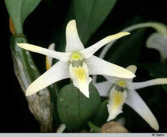 Dendrobium stelliferum: Dendrobium stelliferum J.J.Sm., flower, photo W. Harris