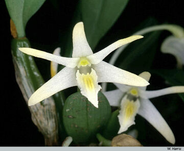 Dendrobium stelliferum
