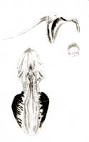 Dendrobium scotiiforme: Dendrobium scotiiforme J.J.Sm., drawing J.J. Smith, based on Bogor cult. (Gjellerup) 442