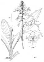 Calanthe triplicata: Calanthe triplicata (Willemet) Ames, drawing N.H.S. Howcroft 95, based on Howcroft cult., from Bulolo