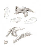 Schoenorchis micrantha: Schoenorchis micrantha Reinw. ex Blume, as Schoenorchis plebeja (J.J.Sm.) J.J.Sm., floral analysis, drawing J.J. Smith, from Janowsky 201