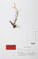 Octarrhena platyrhachis: Octarrhena platyrhachis P.Royen, herbarium sheet, Pullen 370 (isotype specimen L)
