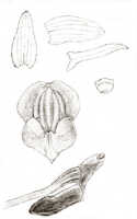 Dendrobium versteegii: Dendrobium versteegii J.J.Sm., as Dendrobium toadjanum J.J.Sm., drawing J.J. Smith, based on Janowsky 70