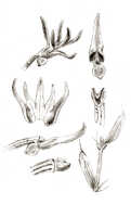 Taeniophyllum podochiloides: Taeniophyllum podochiloides (J.J.Sm.) Kocyan & Schuit. (as .Microtatorchis podochiloides J.J.Sm.), floral analysis, drawing J.J. Smith, based on Lam 1922