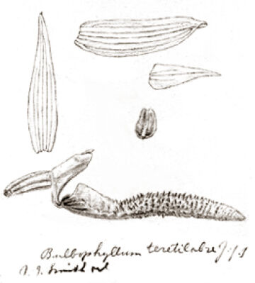 Bulbophyllum teretilabre