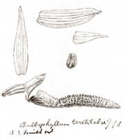 Bulbophyllum teretilabre: Bulbophyllum teretilabre J.J.Sm., floral analysis, drawing J.J. Smith, from Janowsky 198