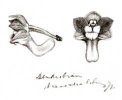 Dendrobium transversilobum: Dendrobium transversilobum J.J.Sm., drawing Natadipoera, based on Bogor cult. (Branderhorst 203) s.n.