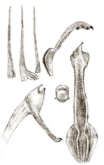 Dendrobium schouteniense