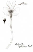 Calanthe triplicata: Calanthe engleriana Kraenzl., drawing J.J. Smith, from Versteeg 1103